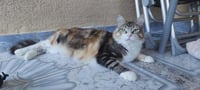 Penny - Photo 2