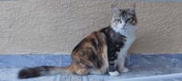 Penny - Photo 1