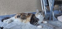 Penny - Photo 4