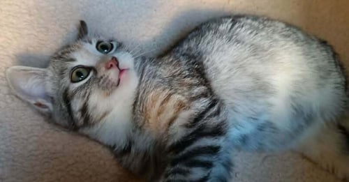 NOUR - Egyptian Mau / Bengal available for adoption