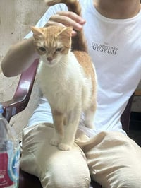 Kira - Photo 2