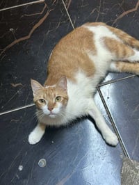 Kira - Photo 3