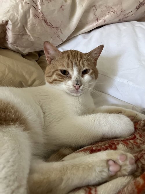 AHARON - Egyptian Mau / Bengal available for adoption