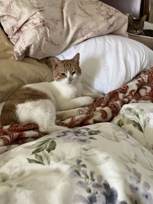 AHARON - Egyptian Mau / Bengal available for adoption