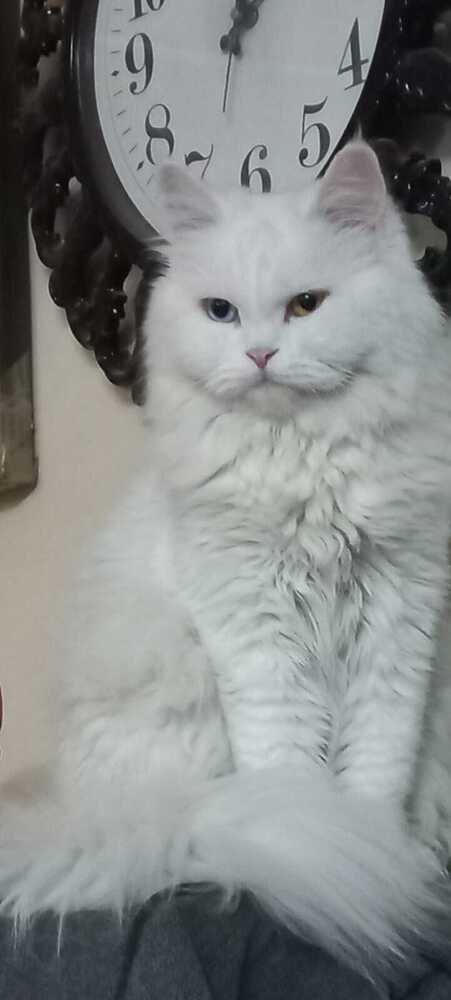 DOLLY - Persian available for adoption