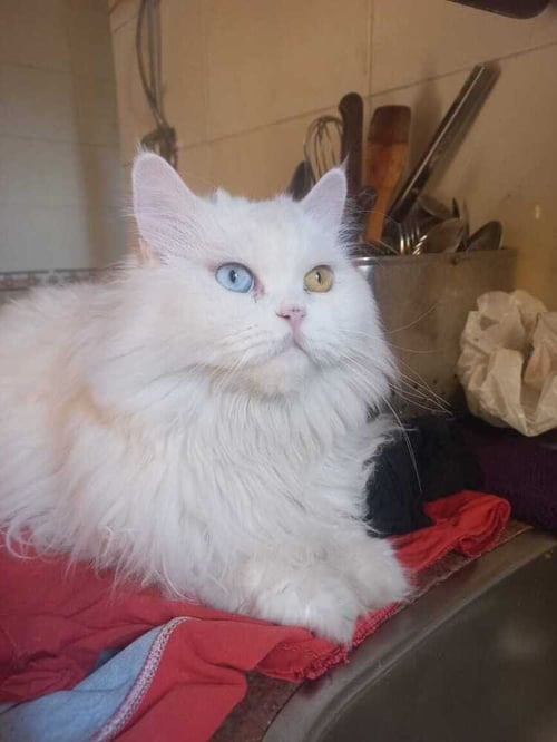 DOLLY - Persian available for adoption