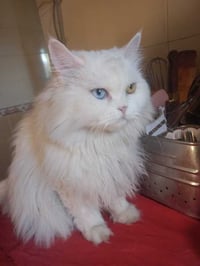 Dolly - Photo 3
