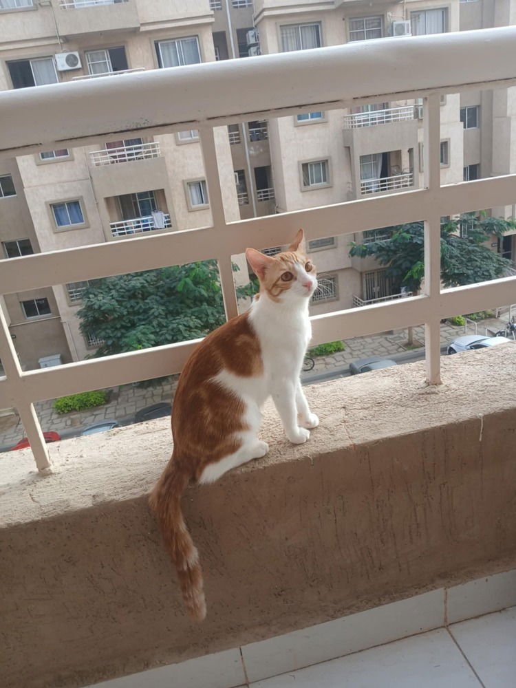 AUSAR - Egyptian Mau / Exotic Shorthair available for adoption