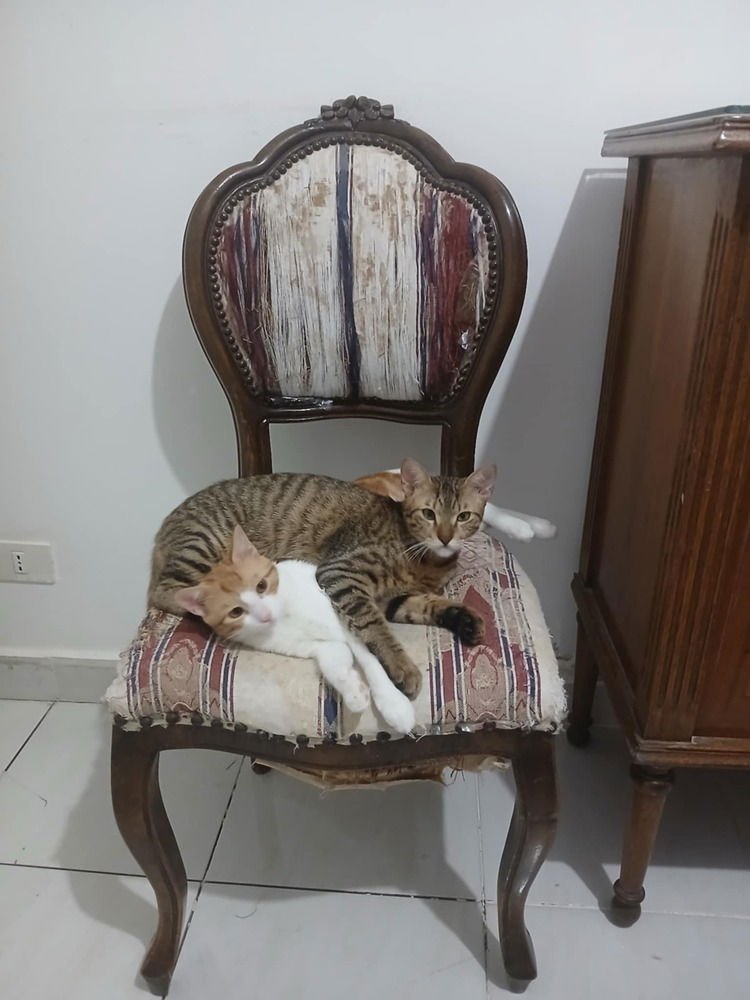 AUSAR - Egyptian Mau / Exotic Shorthair available for adoption