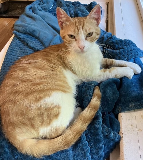 KAJOU - Egyptian Mau / Exotic Shorthair available for adoption