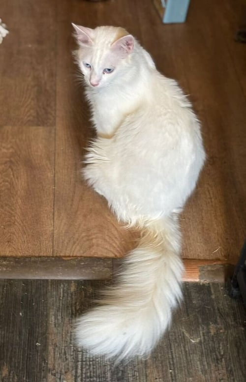 SOKA - Persian / Turkish Angora available for adoption