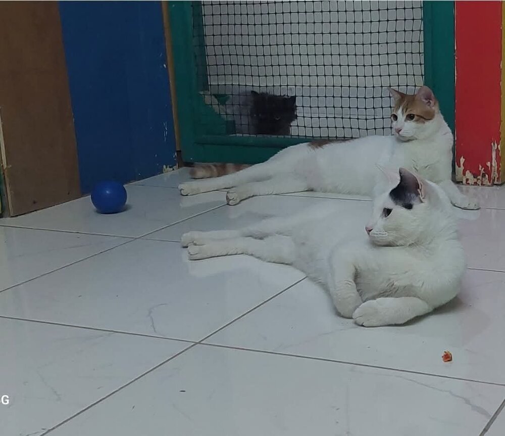 BADR - Egyptian Mau / Exotic Shorthair available for adoption