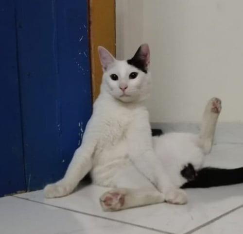 BADR - Egyptian Mau / Exotic Shorthair available for adoption