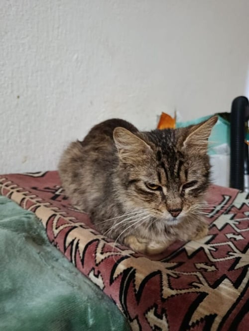 LUCA - Egyptian Mau / Persian available for adoption