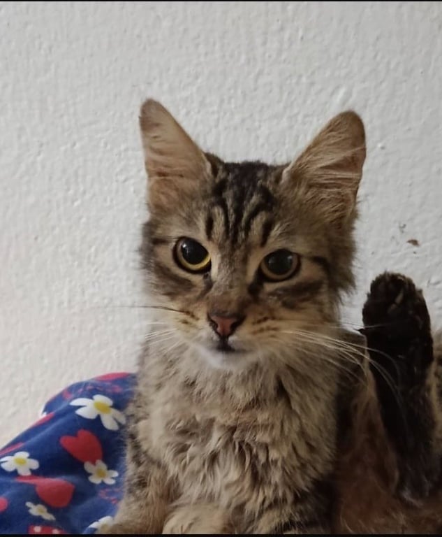 Luca Image