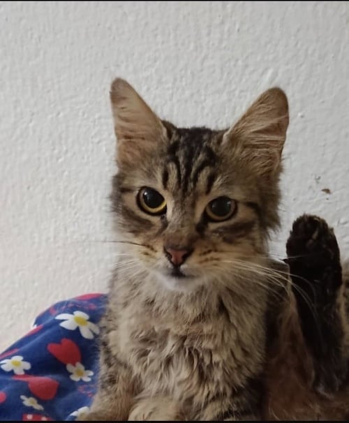 LUCA - Egyptian Mau / Persian available for adoption