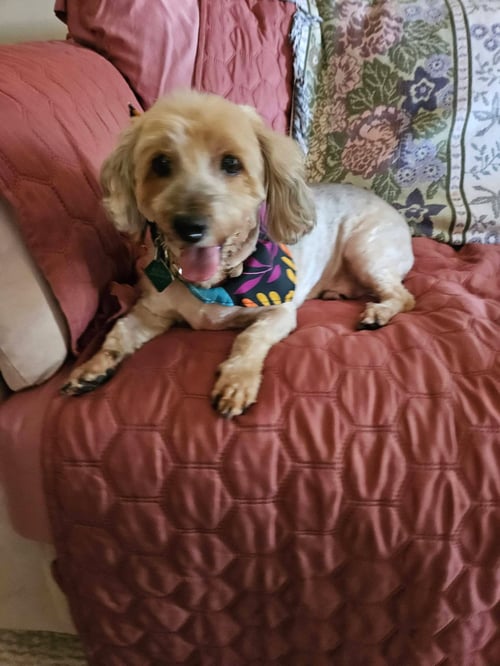 PRINCE - Yorkshire Terrier Yorkie / Poodle (Miniature) available for adoption