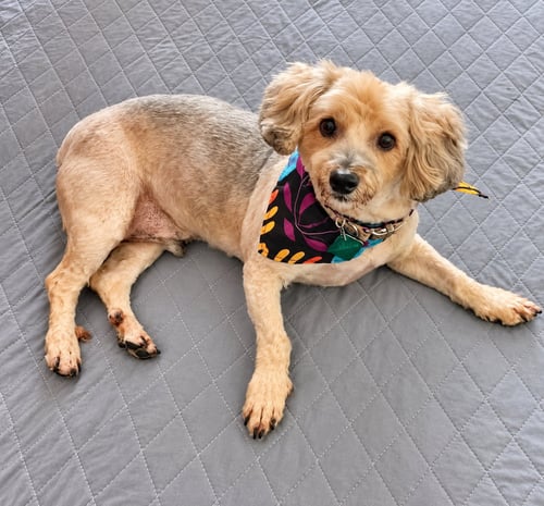 PRINCE - Yorkshire Terrier Yorkie / Poodle (Miniature) available for adoption