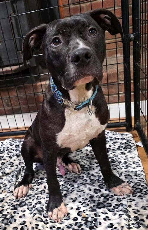 CHOCO - Saint Bernard / Pit Bull Terrier available for adoption