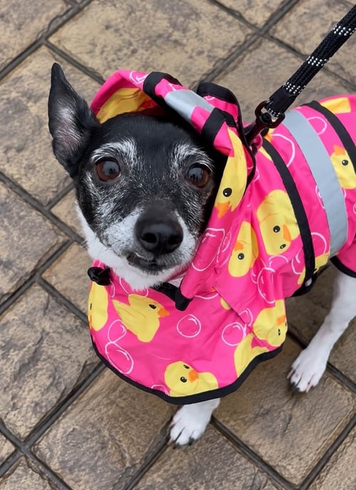 SWEETIE - Terrier / Rat Terrier available for adoption
