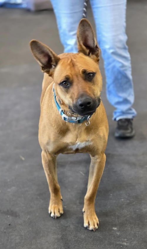 CHARLIE *BALL IS LIFE* - Pit Bull Terrier for adoption in Flint
