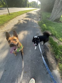 Charlie *BALL IS LIFE*TRANSPORTATION AVAILABLE* - Photo 3