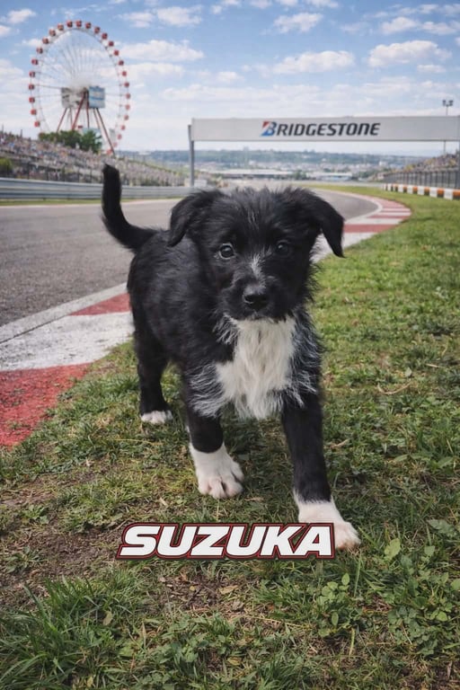 Suzuka Image