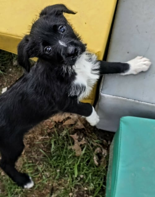SUZUKA - Poodle (Standard) / Shepherd available for adoption