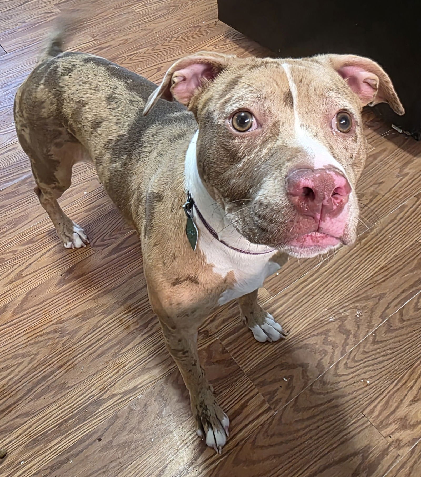 SAPPHIRE - Pit Bull Terrier / Catahoula Leopard Dog for adoption in Flint