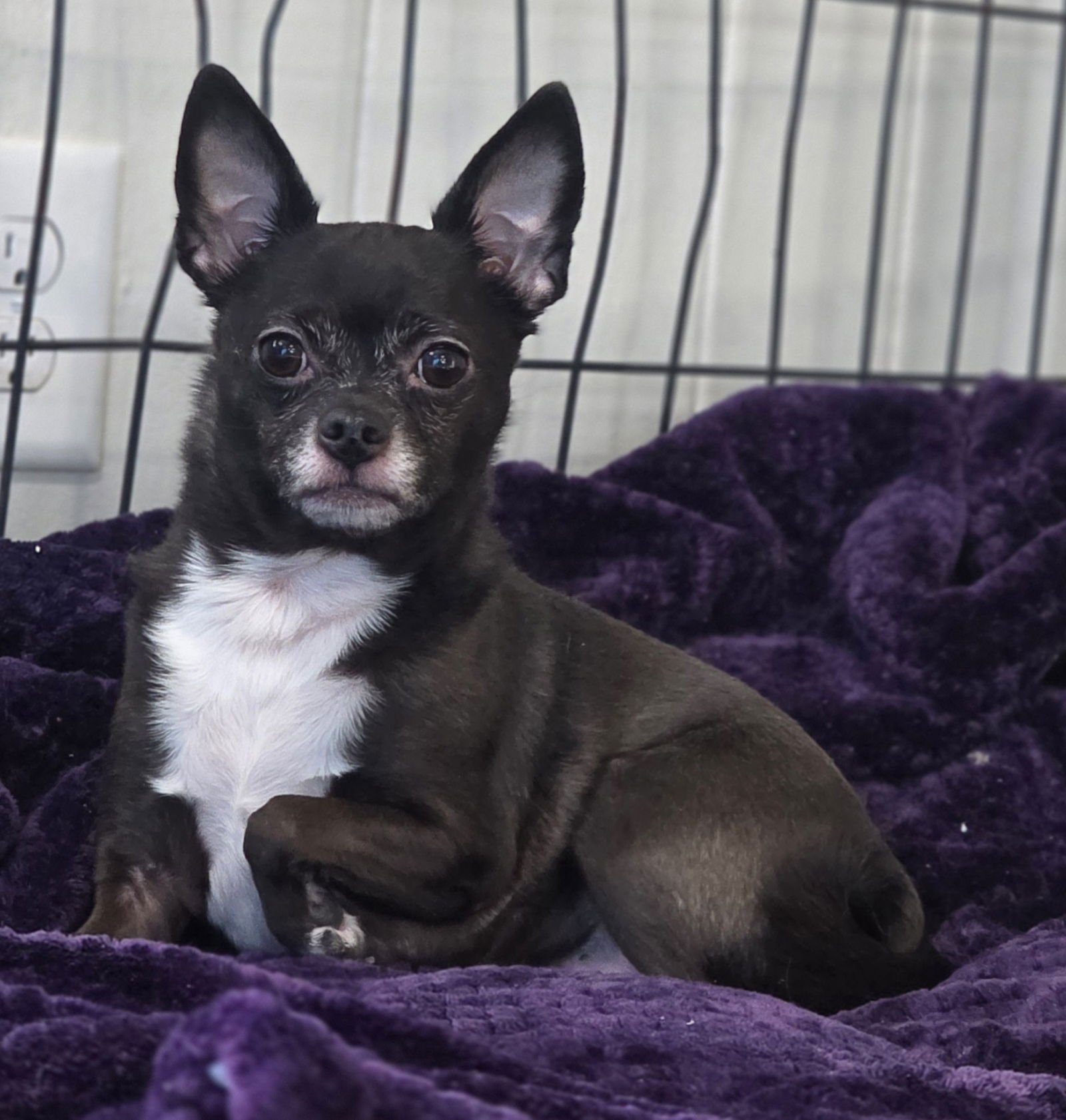 ORIE - Chihuahua for adoption in Flint