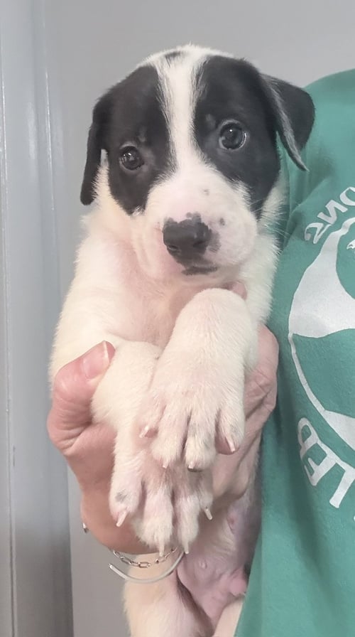 ARTHUR - Pit Bull Terrier / Shepherd available for adoption