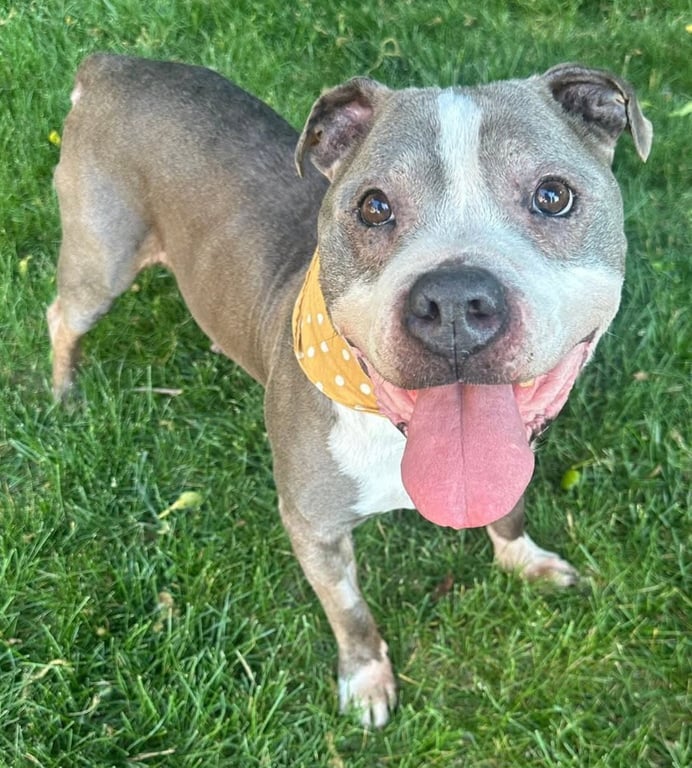 Zeus *HOSPICE looking for a special home* Image