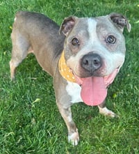 Zeus *HOSPICE looking for a special home* - Photo 1