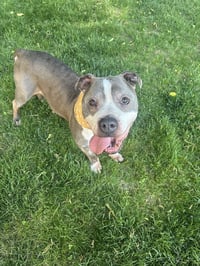 Zeus *HOSPICE looking for a special home* - Photo 2