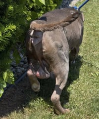 Zeus *HOSPICE looking for a special home* - Photo 3