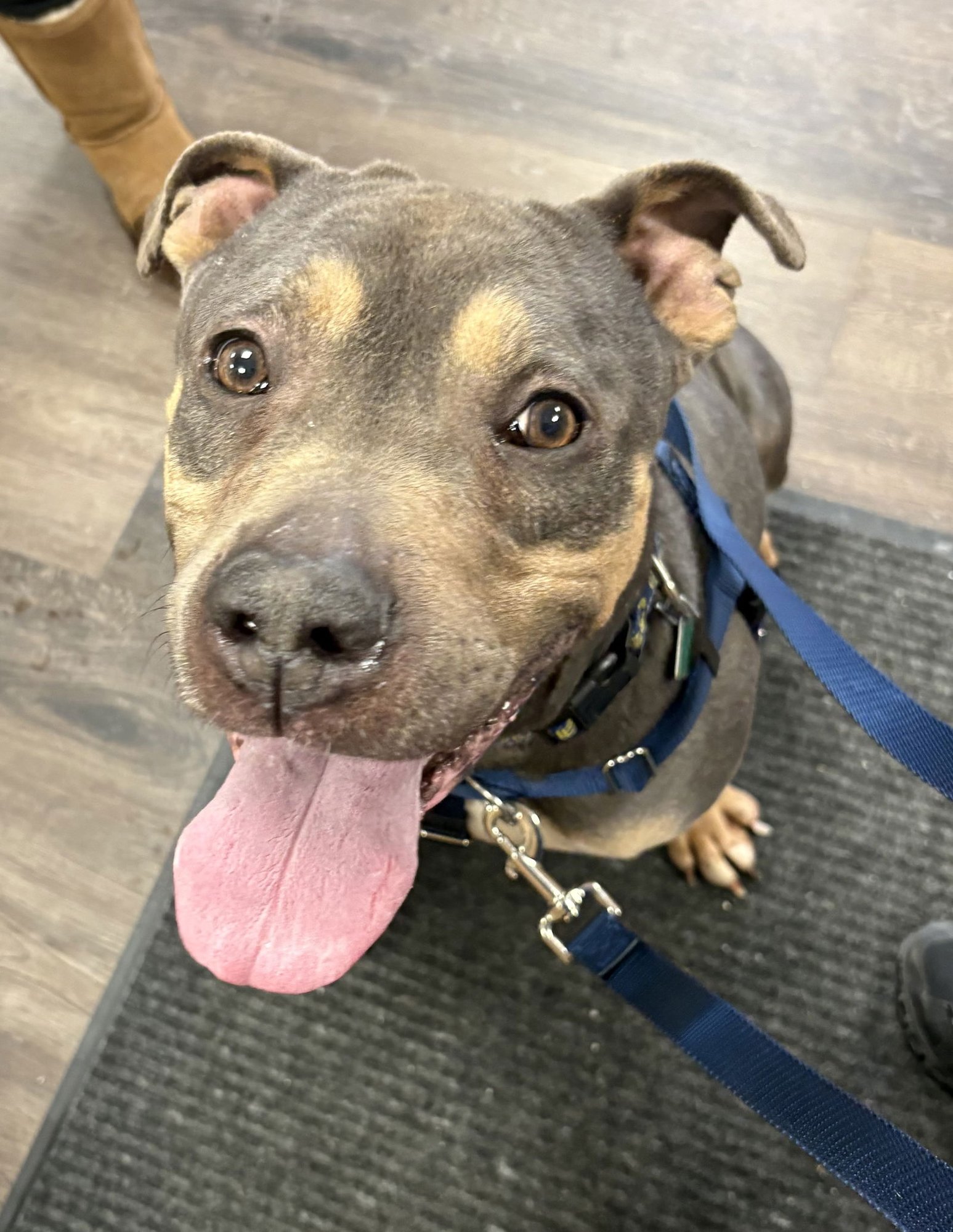 VALENTINO - Pit Bull Terrier available for adoption