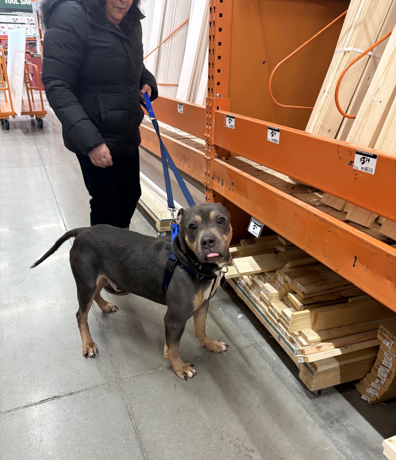 VALENTINO - Pit Bull Terrier available for adoption