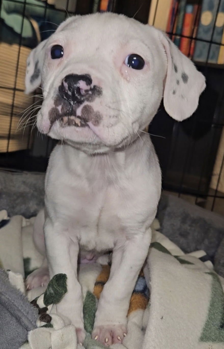 BRENNEN - Pit Bull Terrier available for adoption