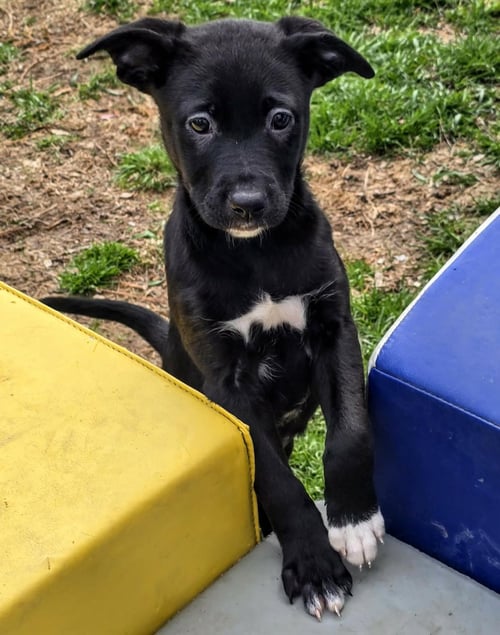 SONOMA - Shepherd / Poodle (Standard) available for adoption