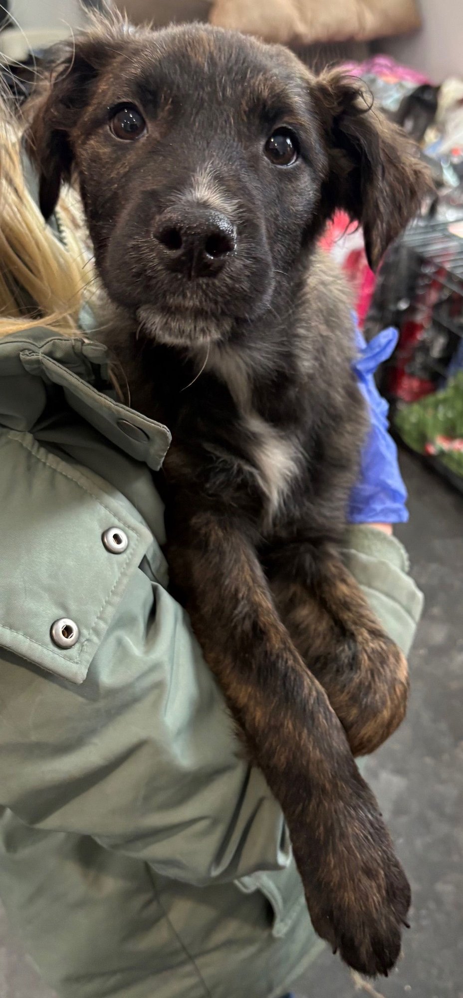 SWEETIE - Unknown available for adoption