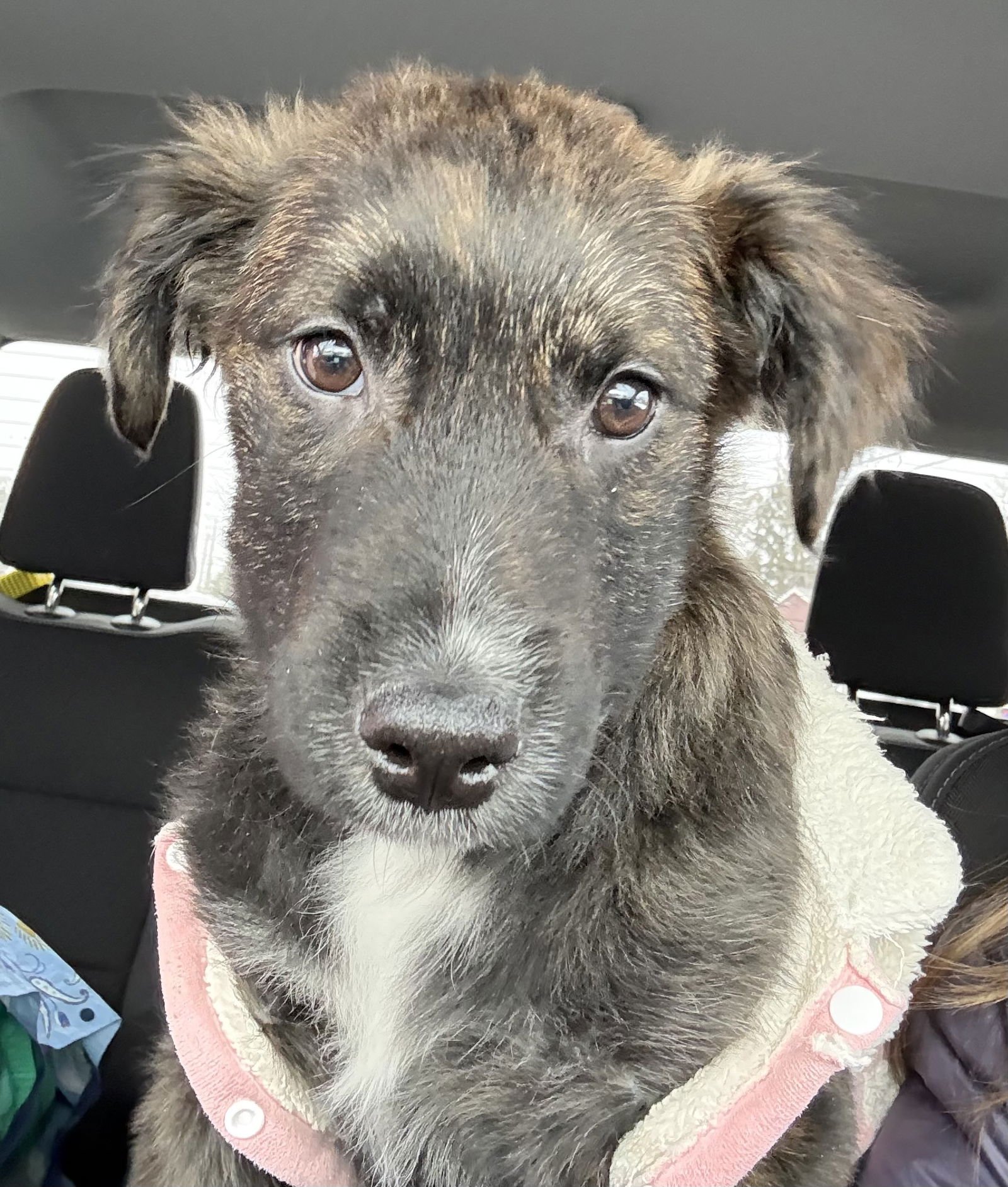 SWEETIE - Unknown available for adoption