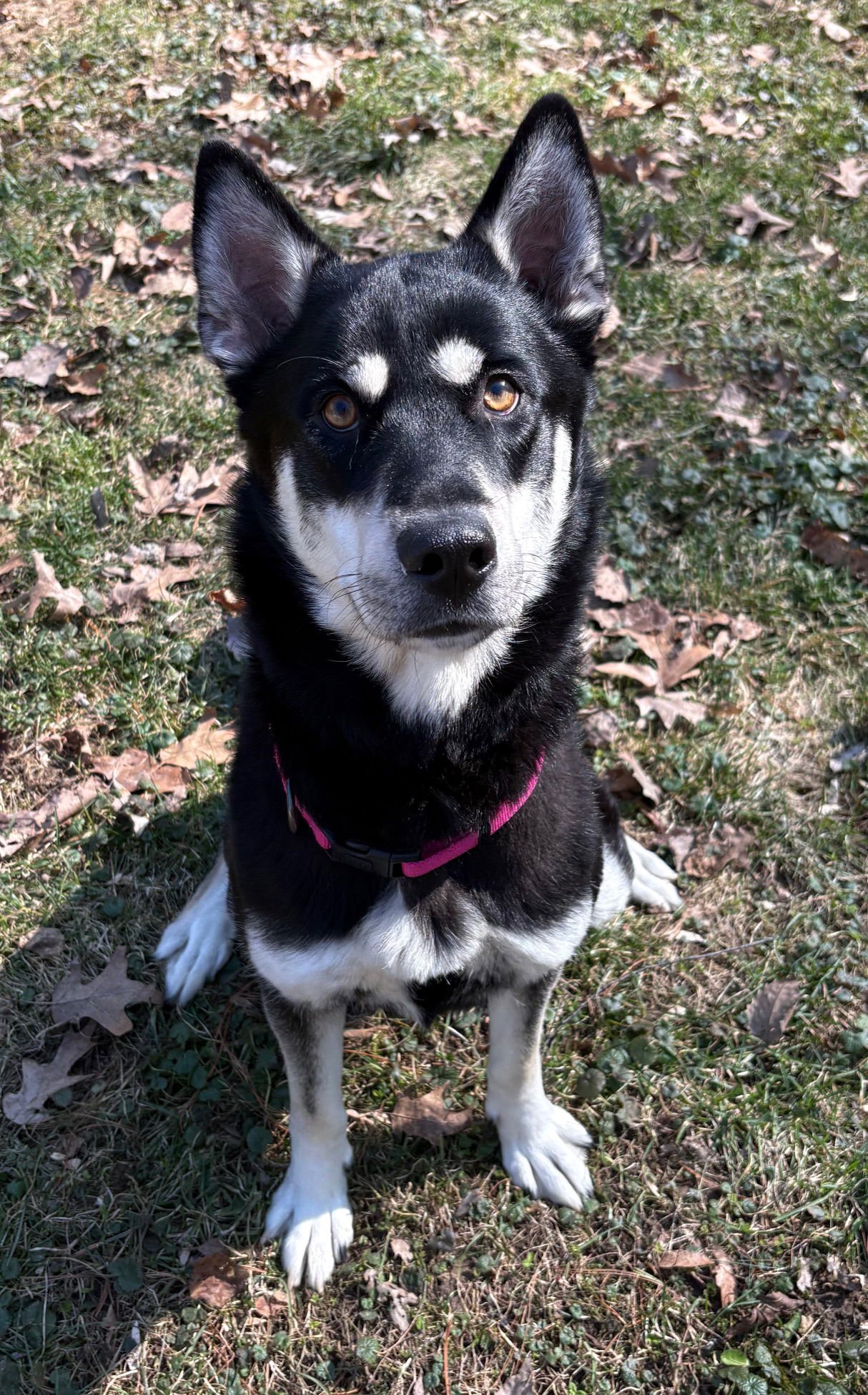 STORMI - Unknown for adoption in Flint