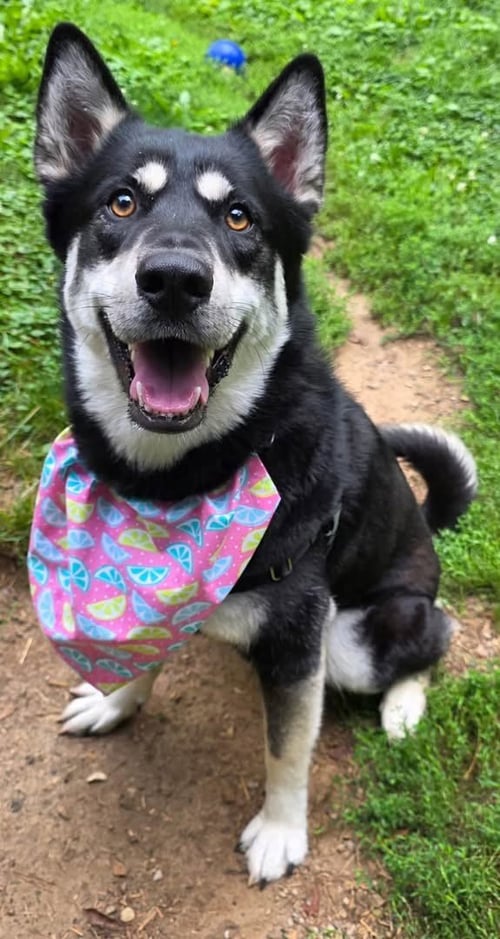 STORMI *TRANSPORTATION AVAILABLE* - Shepherd / Husky for adoption in Flint