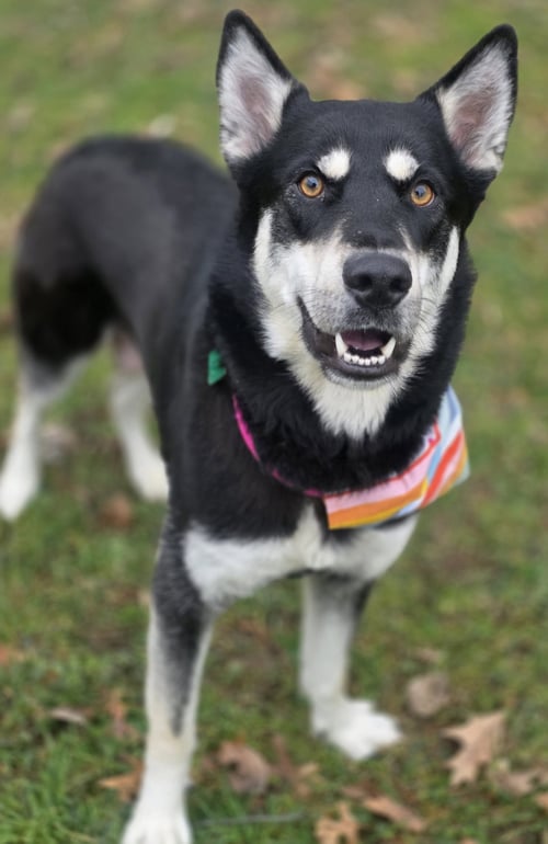 STORMI *TRANSPORTATION AVAILABLE* - Shepherd / Husky available for adoption