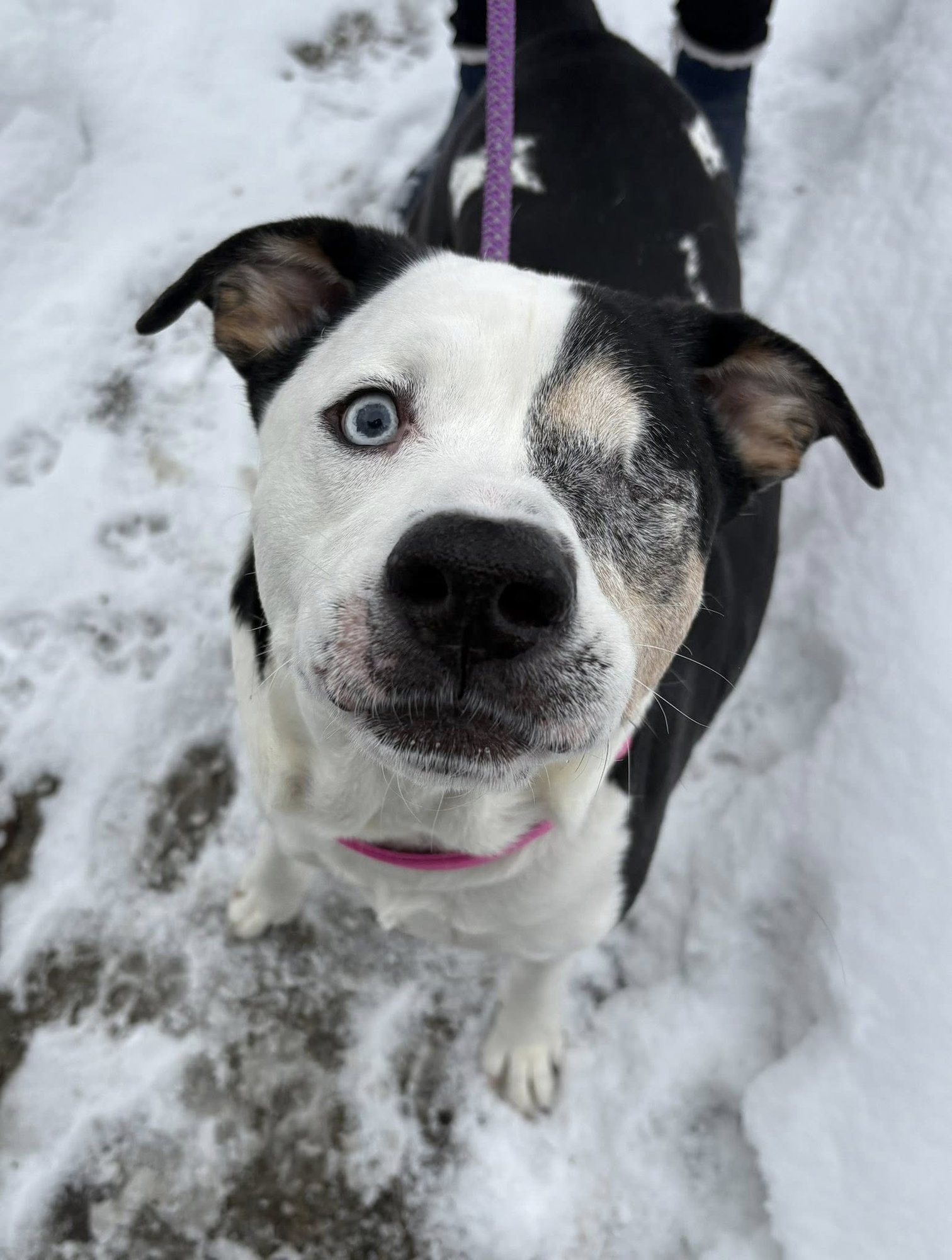 HARLEY - Unknown available for adoption