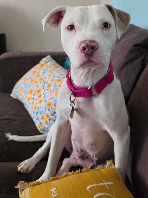LOTTIE *TRANSPORTATION AVAILABLE* - Pit Bull Terrier for adoption in Flint