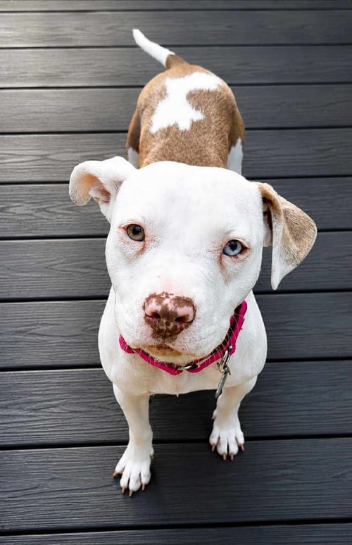 LOTTIE *TRANSPORTATION AVAILABLE* - Pit Bull Terrier available for adoption