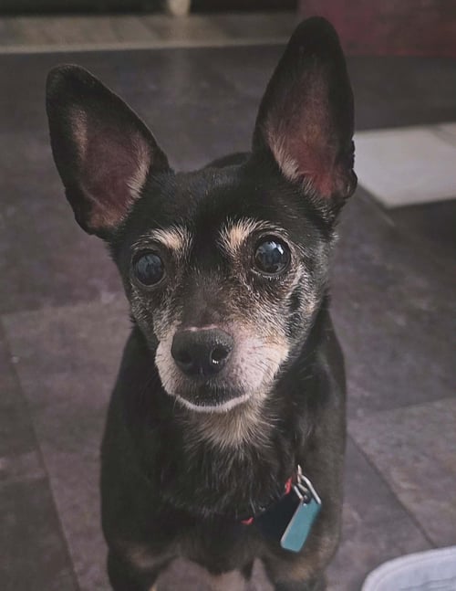 CONSUELA - Chihuahua for adoption in Flint