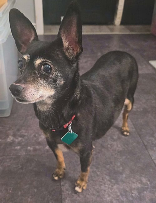 CONSUELA - Chihuahua available for adoption