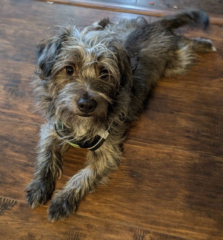 FRITZ - Cairn Terrier / Terrier available for adoption